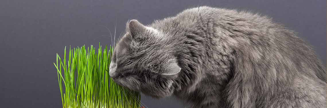 Gato con hierba fresca