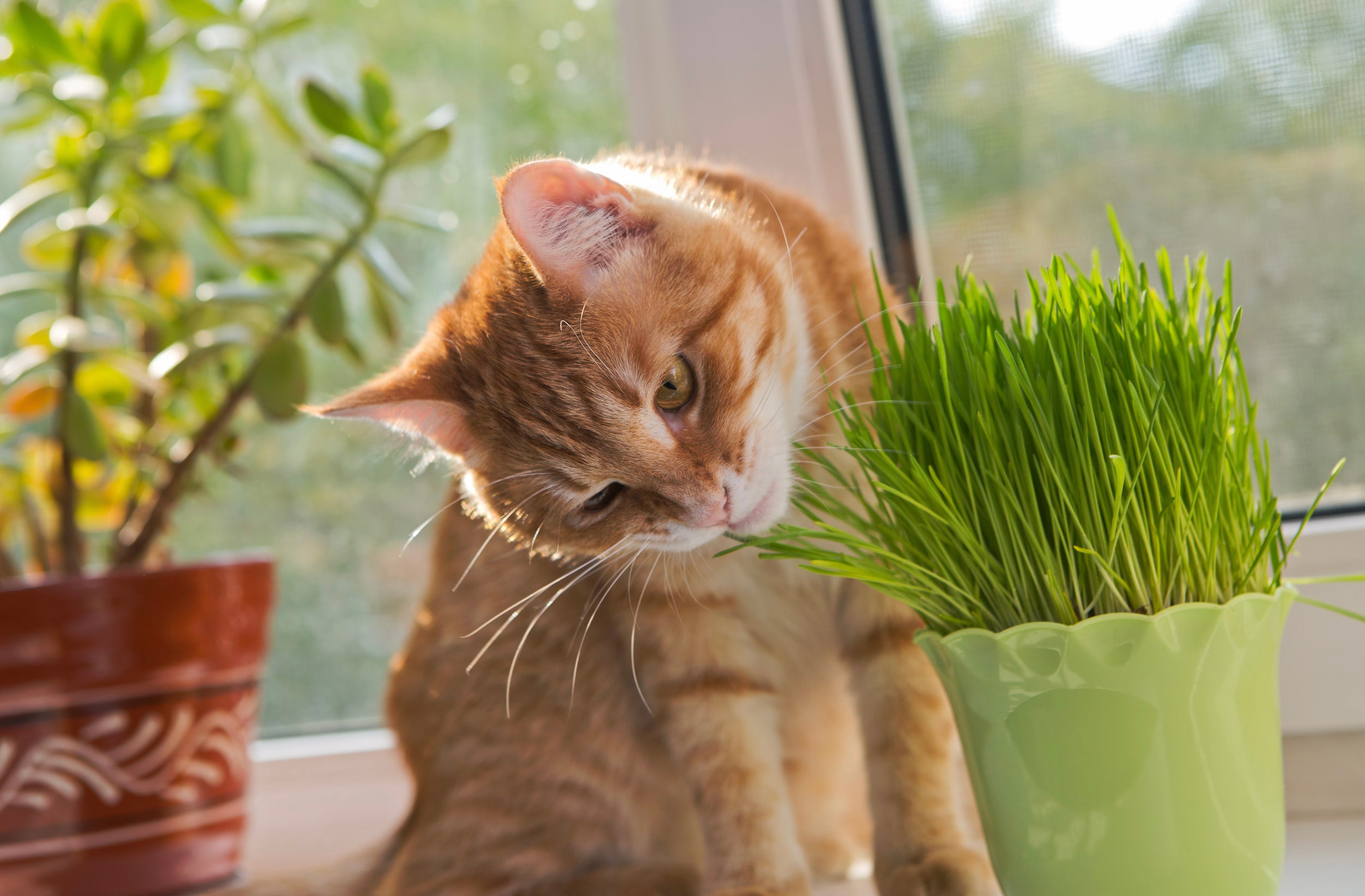 Gato disfrutando de PETGRASS