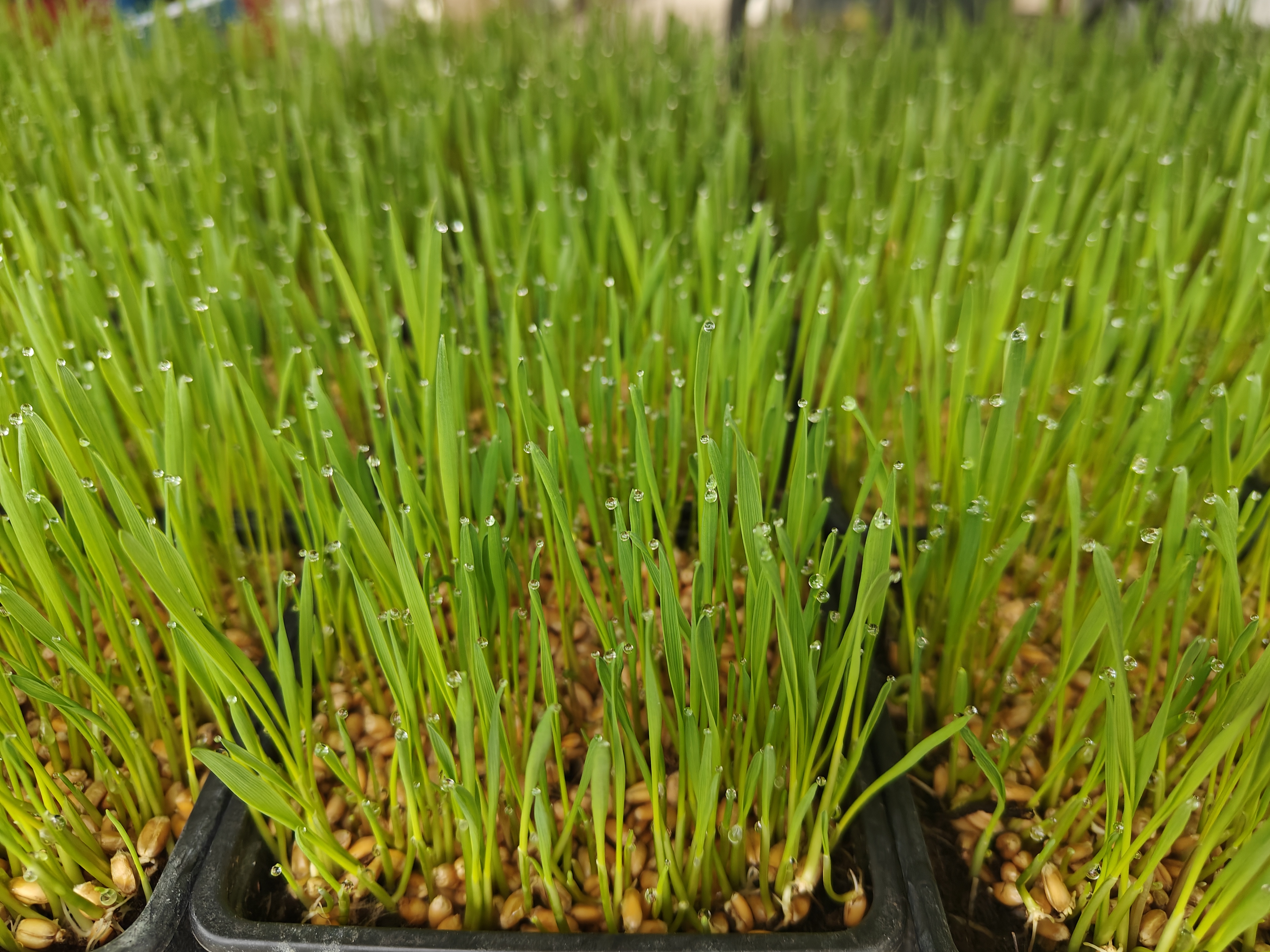 Wheatgrass fresco con gotas de agua - PETGRASS