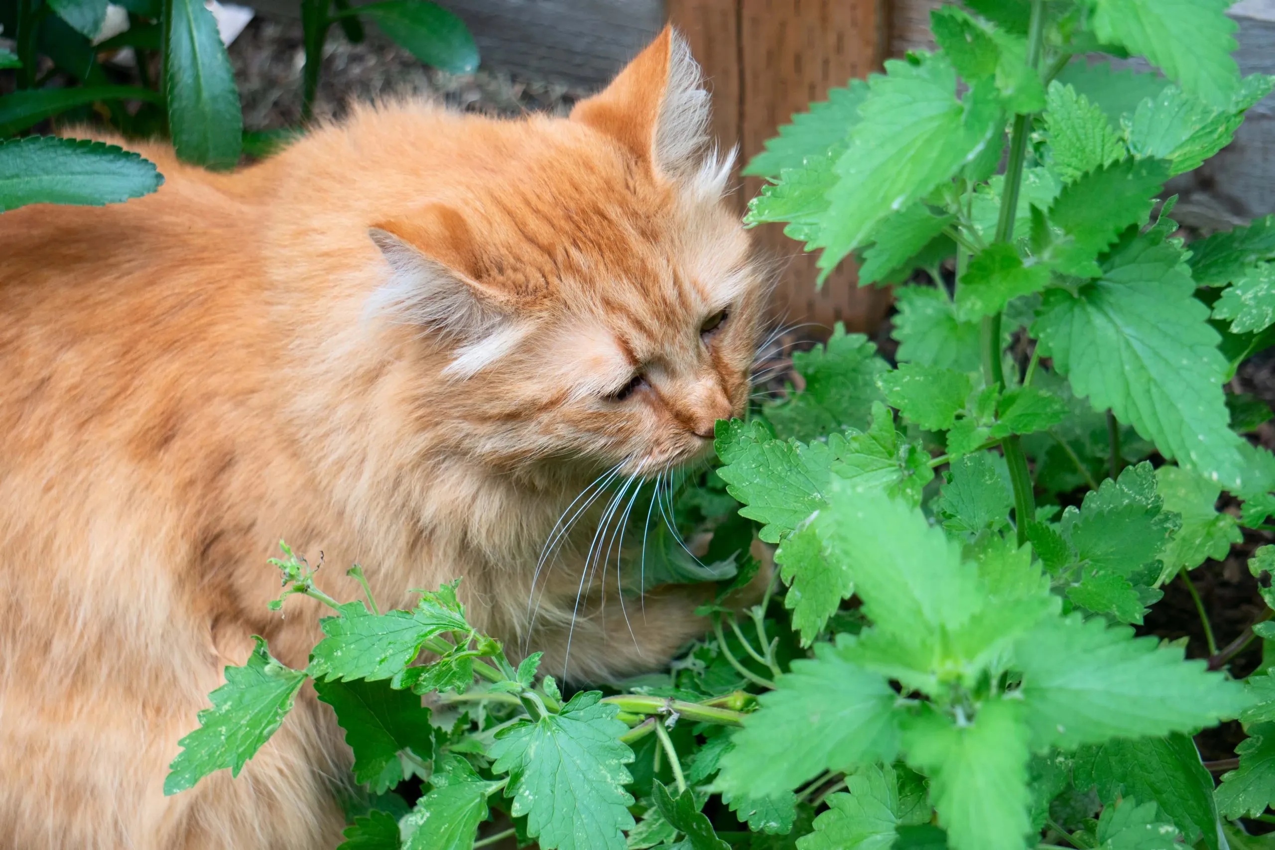 Gato saboreando PETGRASS Catnip