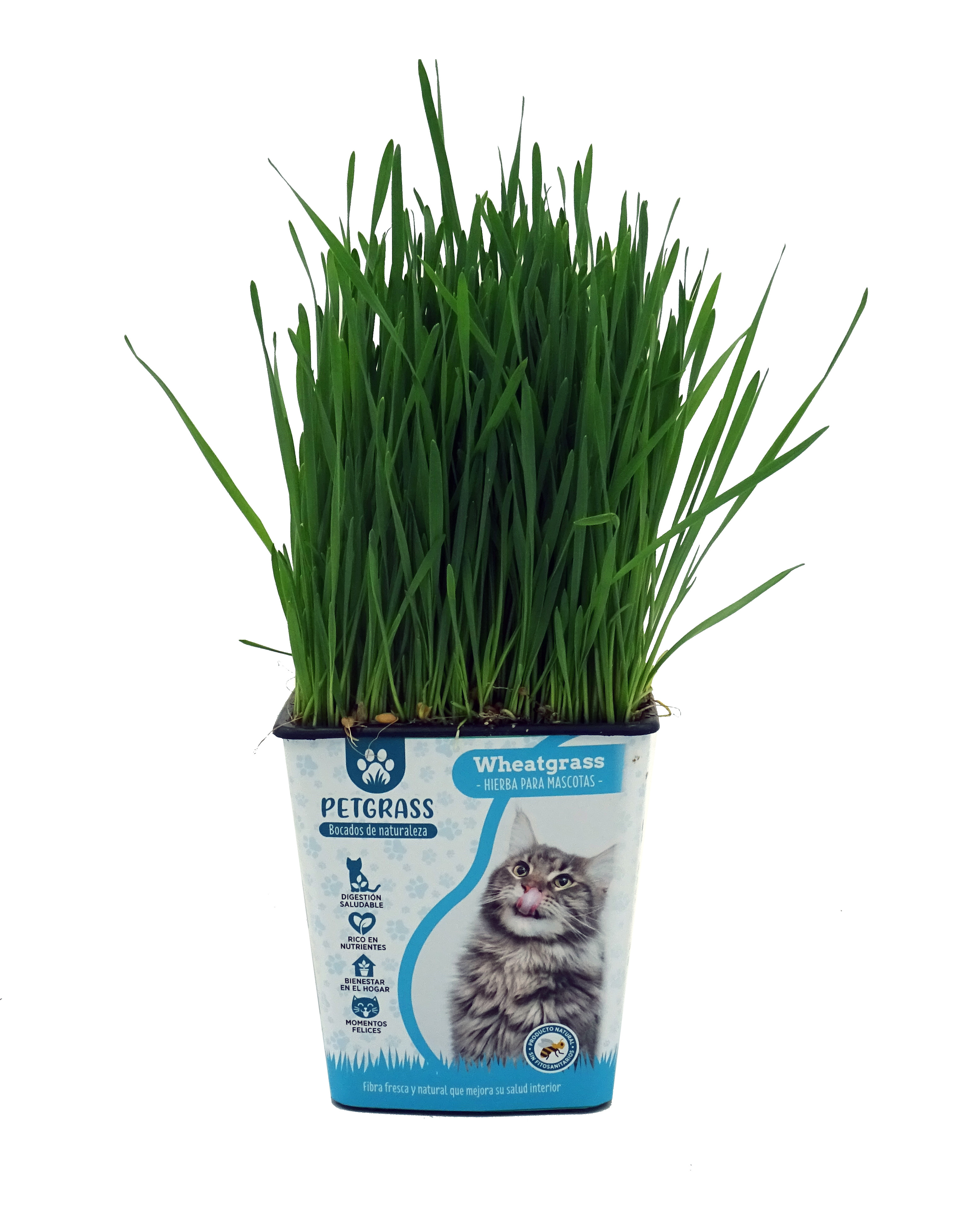 PETGRASS Wheatgrass producto